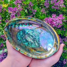Figure 1  Abalone shell